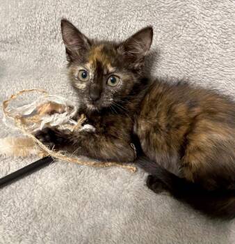 Pip -  Domestic Short Hair Cat for Adoption in Groveland, Massachusetts - Pip | PetCurious