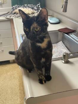 Rescue Domestic Short Hair Cats for Adoption in Westfield, New York - Luna | PetCurious