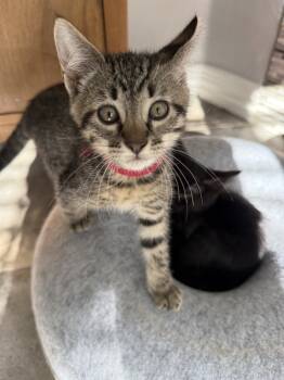 Rescue Tabby and Domestic Short Hair Cats for Adoption in Dallas, Texas - Tyga | PetCurious