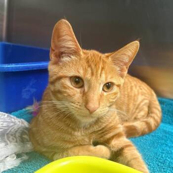 Cheeseball -  Domestic Short Hair Cat for Adoption in East Hanover, New Jersey - Cheeseball | PetCurious