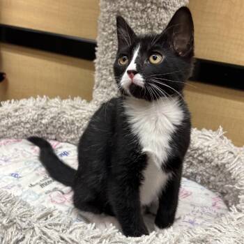 Dizzy -  Domestic Short Hair Cat for Adoption in Hemet, California - Dizzy | PetCurious
