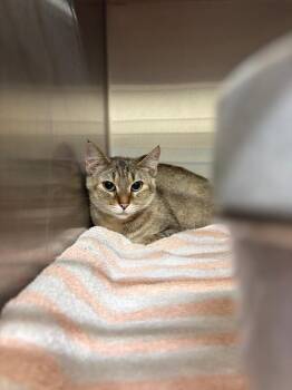 Mum -  Domestic Short Hair Cat for Adoption in Saint Charles, Missouri - Mum | PetCurious