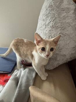Phoenix -  Domestic Short Hair Cat for Adoption in Plymouth, Michigan - Phoenix | PetCurious