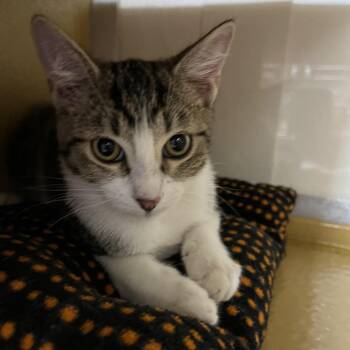 Flynn 54086 -  Domestic Short Hair Cat for Adoption in Las Vegas, Nevada - Flynn 54086 | PetCurious