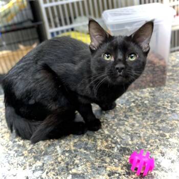 Domestic Short Hair Cats Available for Adoption in Saint Paul, Minnesota - Lainey | PetCurious