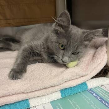 Archie -  Domestic Medium Hair Cat for Adoption in Hendersonville, North Carolina - Archie | PetCurious