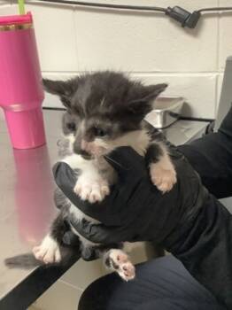 Rescue Domestic Short Hair Cats for Adoption in Fort Worth, Texas - Crane | PetCurious