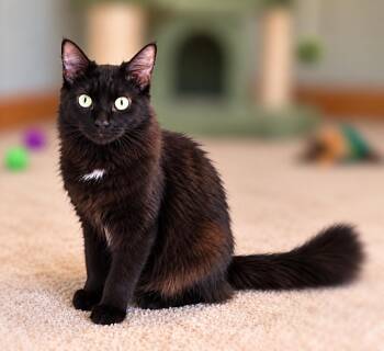 Empress -  Domestic Long Hair Cat for Adoption in Fresno, California - Empress | PetCurious