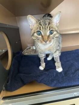 Domestic Short Hair Cats Available for Adoption - FUDGE | PetCurious