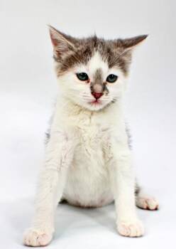 Jalapeno -  Domestic Short Hair Cat Available for Adoption in Morton Grove, Illinois - Jalapeno | PetCurious