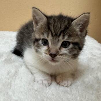 Domestic Short Hair Cats Available for Adoption in Midland, Texas - FWT Spooky | PetCurious