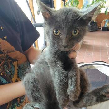 Tate -  Domestic Short Hair Cat for Adoption in Buffalo, Wyoming - Tate | PetCurious