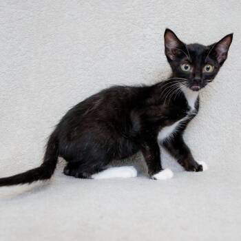Orbit -  Domestic Short Hair Cat for Adoption in Sunnyvale, California - Orbit | PetCurious
