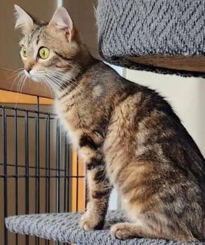 Rescue Domestic Short Hair Cats for Adoption in Indian Land, South Carolina - Bailey | PetCurious