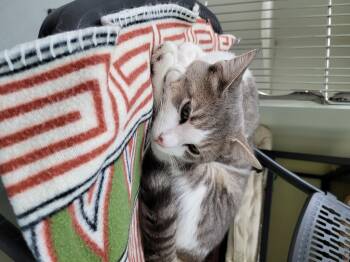 Bodie -  Domestic Short Hair Cat for Adoption in Plymouth, Connecticut - Bodie | PetCurious
