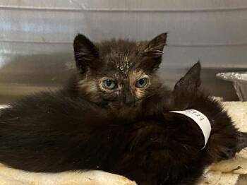 MONEY -  Domestic Short Hair Cat for Adoption in Tustin, California - MONEY | PetCurious
