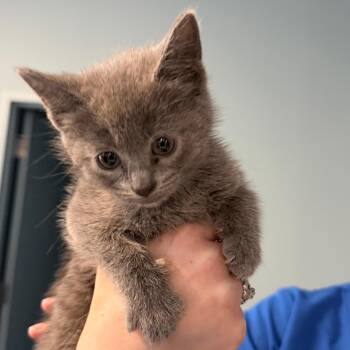 Domestic Medium Hair Cats Available for Adoption in Greensboro, North Carolina - Andes | PetCurious