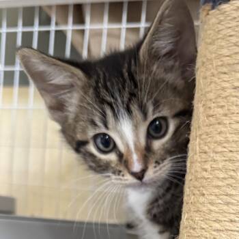 Petey -  Domestic Short Hair Cat Available for Adoption in Medford, Oregon - Petey | PetCurious