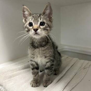 Lettuce -  Domestic Short Hair Cat for Adoption in Phoenix, Arizona - Lettuce | PetCurious