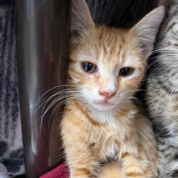 Telemachus -  American Shorthair Cat for Adoption in Las Vegas, Nevada - Telemachus | PetCurious