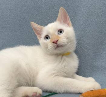 Siamese Cats Available for Adoption in Minneapolis, Minnesota - Rhett | PetCurious