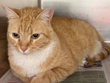 Cow Walker** -  Domestic Medium Hair Cat for Adoption in Belton, Texas - Cow Walker** | PetCurious