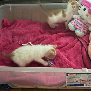 Wildflower -  Domestic Short Hair Cat for Adoption in Philadelphia, Pennsylvania - Wildflower | PetCurious