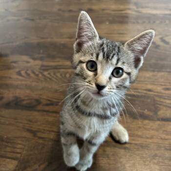 Shadow -  Domestic Short Hair Cat for Adoption in Richmond, Virginia - Shadow | PetCurious