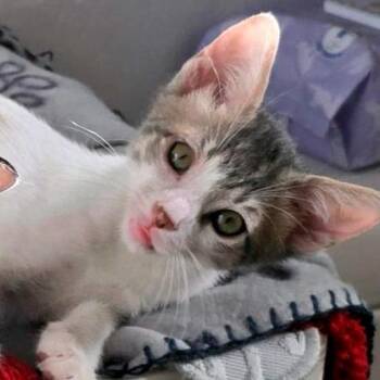 Hikari -  Domestic Short Hair Cat for Adoption in Guaynabo, Guaynabo - Hikari | PetCurious