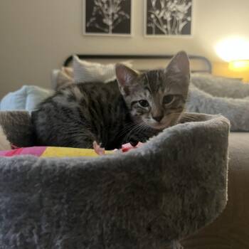 Raine -  Domestic Short Hair Cat for Adoption in Fort Lauderdale, Florida - Raine | PetCurious