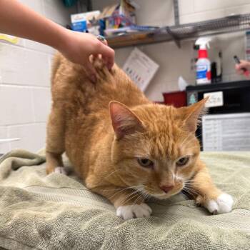 Hardy -  Domestic Short Hair Cat for Adoption in Murray, Utah - Hardy | PetCurious