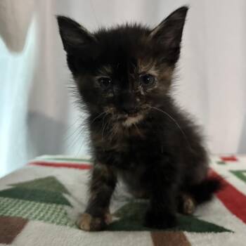 Route 84 - Petra -  Domestic Short Hair Cat for Adoption in Hinesville, Georgia - Route 84 - Petra | PetCurious