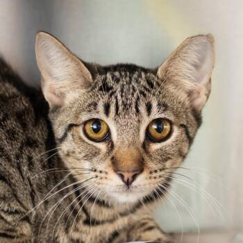 Minna -  Domestic Short Hair Cat for Adoption in Middletown, Rhode Island - Minna | PetCurious