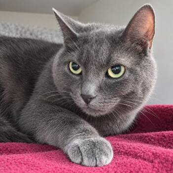 STELLA -  Russian Blue and Domestic Short Hair Cat for Adoption in Tillsonburg, Ontario - STELLA | PetCurious