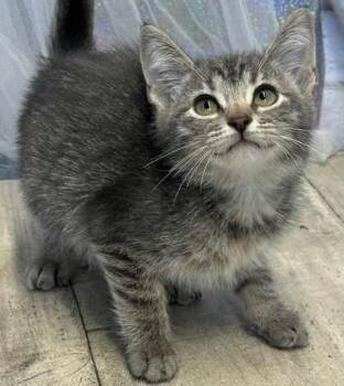 Rescue Domestic Short Hair Cats for Adoption in Shreveport, Louisiana - Pennywise | PetCurious