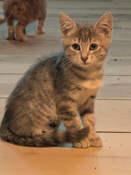 Cosmo -  Domestic Short Hair Cat for Adoption in Rossville, Georgia - Cosmo | PetCurious