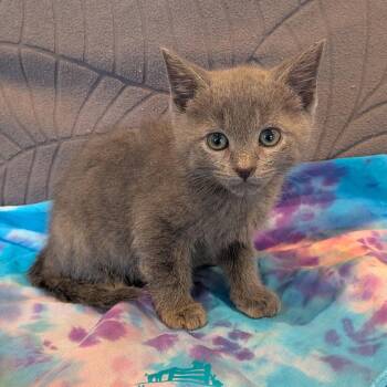 Weevil -  Domestic Short Hair Cat for Adoption in La Grange, Kentucky - Weevil | PetCurious