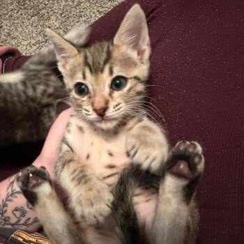 Dumpling -  Domestic Short Hair Cat for Adoption in San Antonio, Texas - Dumpling | PetCurious