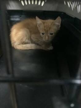 Rescue Domestic Short Hair Cats for Adoption in Fort Worth, Texas - 59674356 | PetCurious