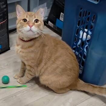 1225-45 North -  Domestic Short Hair Cat for Adoption in Abingdon, Maryland - 1225-45 North | PetCurious