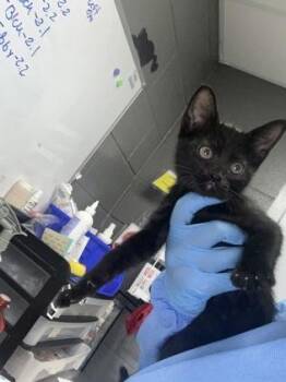 Tostada -  Domestic Short Hair Cat for Adoption in Fort Worth, Texas - Tostada | PetCurious