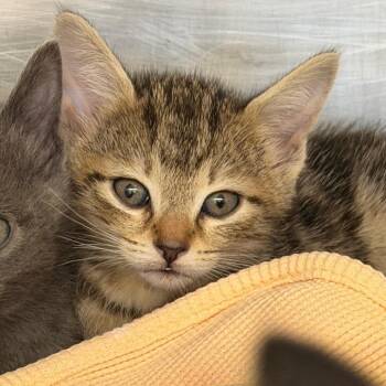 Darjeeling -  Domestic Short Hair Cat for Adoption in West Palm Beach, Florida - Darjeeling | PetCurious