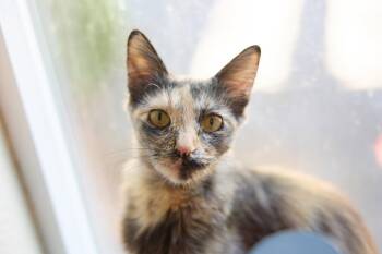HAZEL -  Dilute Tortoiseshell Cat for Adoption in Walnut Creek, California - HAZEL | PetCurious