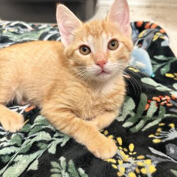 Dumpling -  Domestic Short Hair Cat for Adoption in East Lansing, Michigan - Dumpling | PetCurious