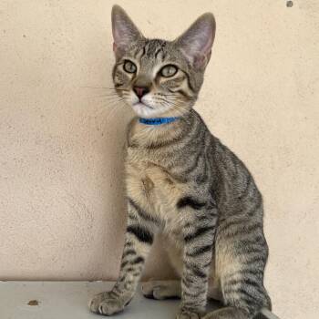 Jerry -  Domestic Short Hair Cat for Adoption in Laredo, Texas - Jerry | PetCurious
