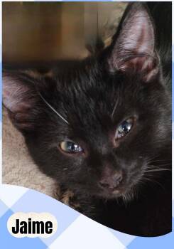 Jaime -  Domestic Short Hair Cat for Adoption in Beloeil, Quebec - Jaime | PetCurious