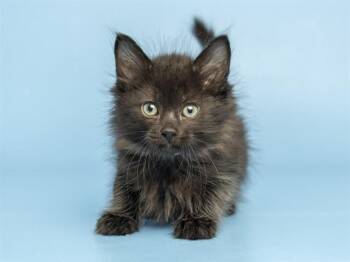 GREEN COLLAR -  Domestic Short Hair Cat for Adoption in Phoenix, Arizona - GREEN COLLAR | PetCurious