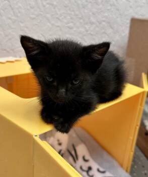 Bones -  Domestic Short Hair Cat for Adoption in Daytona Beach, Florida - Bones | PetCurious