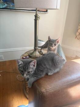 Zan -  Domestic Medium Hair Cat for Adoption in Groveland, Massachusetts - Zan | PetCurious