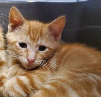 Domestic Short Hair Cats Available for Adoption in Kansas City, Missouri - Melo | PetCurious